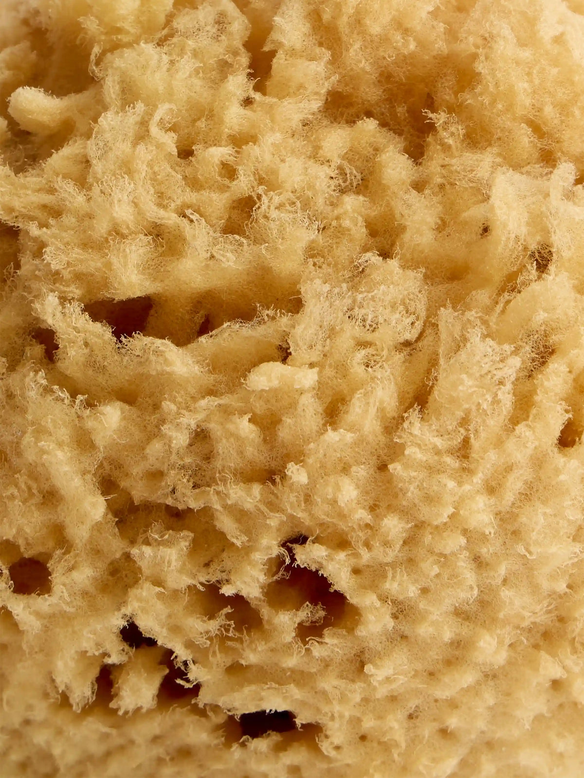 Natural soft sponge - For the body